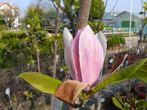 Magnolia - pąk