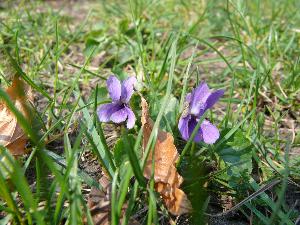 Fiołek leśny/Violaceae