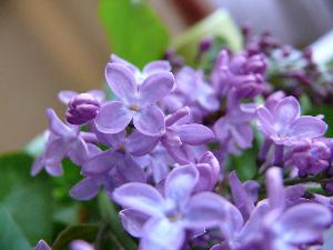 Lilak pospolity/Syringa vulgaris