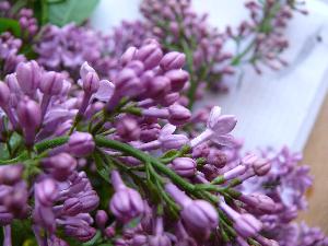 Lilak pospolity/Syringa vulgaris