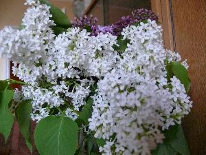 Lilak pospolity/Syringa vulgaris