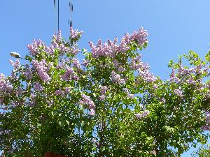 Lilak pospolity/Syringa vulgaris