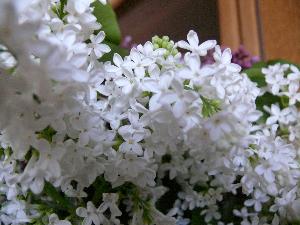 Lilak pospolity/Syringa vulgaris
