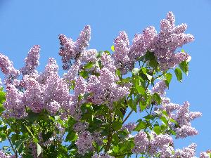 Lilak pospolity/Syringa vulgaris