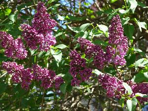 Lilak pospolity/Syringa vulgaris