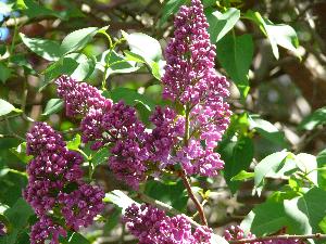 Lilak pospolity/Syringa vulgaris