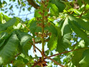 Kasztanowiec czerwony/Aesculus carnea Hayne.