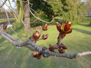 Kasztanowiec czerwony/Aesculus hippocastanum