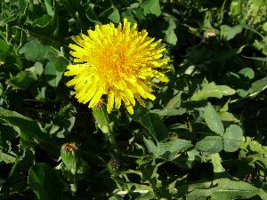 Mniszek lekarski/Taraxacum officinale.