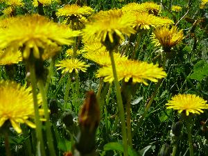 Mniszek lekarski/Taraxacum officinale.