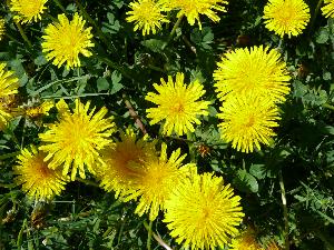 Mniszek lekarski/Taraxacum officinale.