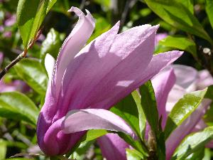 Magnolia Rosea.