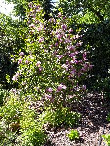 Magnolia Rosea.