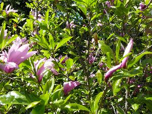 Magnolia Rosea.