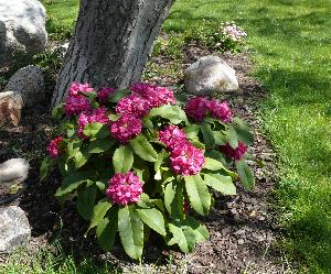 Rododendron- różanecznik.