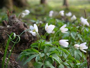 Zawilec gajowy/Anemone nemorosa.