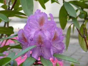 Rododendron- różanecznik.