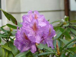 Rododendron- różanecznik.