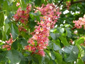 Kasztanowiec czerwony/Aesculus carnea Hayne.