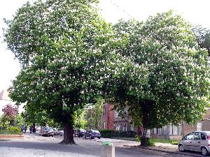 Kasztanowiec zwyczajny/Aesculus hippocastanum