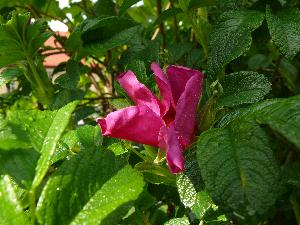 Dzika róża/Rosa canina