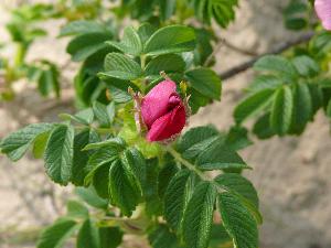 Dzika róża/Rosa canina