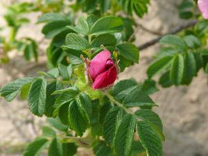 Dzika róża/Rosa canina