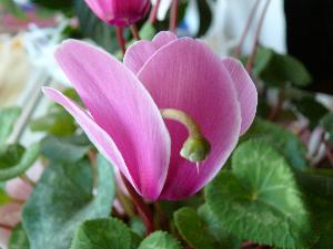 Cyklamen/Cyclamen persicum Miller.