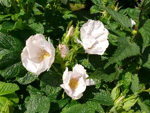 Dzika róża/Rosa canina