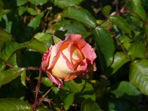 Róża/Rosa L.