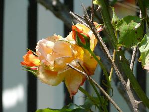 Róża/Rosa L.