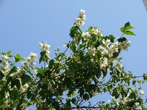 Jaśmin/Jasminum L.