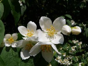 Jaśmin/Jasminum L.