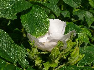 Dzika róża/Rosa canina