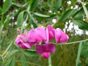 Groszek pachnący/Lathyrus odoratus L.