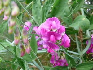 Groszek pachnący/Lathyrus odoratus L.