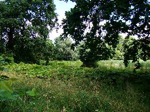 Komierowo - park