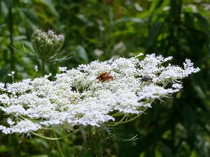 Anyżek/Pimpinella anisum L.