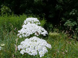 Anyżek/Pimpinella anisum L.