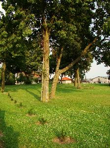 Rogalin (pow. sępoleński) - park
