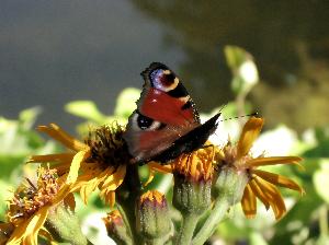 Motylek na kwiatku