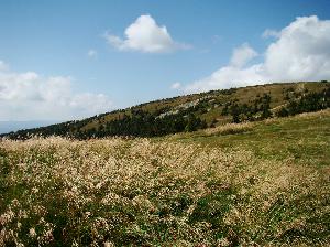 Śnieżnik