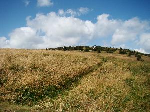 Śnieżnik