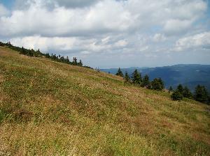 Śnieżnik