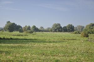 Toruń - łąki nadwiślańskie