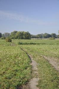 Toruń - łąki nadwiślańskie