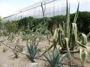 Ogród Botaniczny - Bałczik