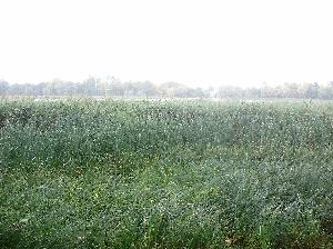 Jezioro Chełmżyńskie