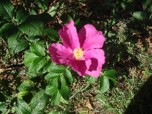 Rosa canina