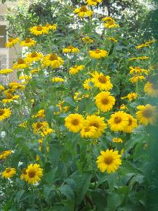 Rudbekia